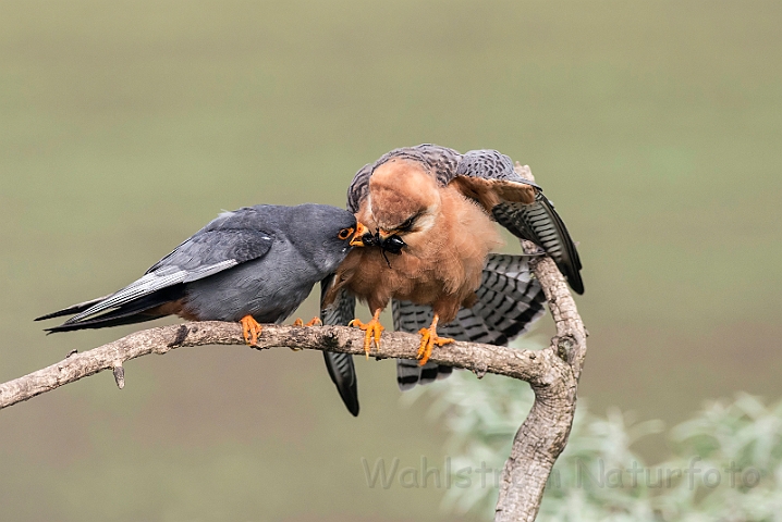 WAH027976.jpg - Aftenfalke (Red-footed Falcons)