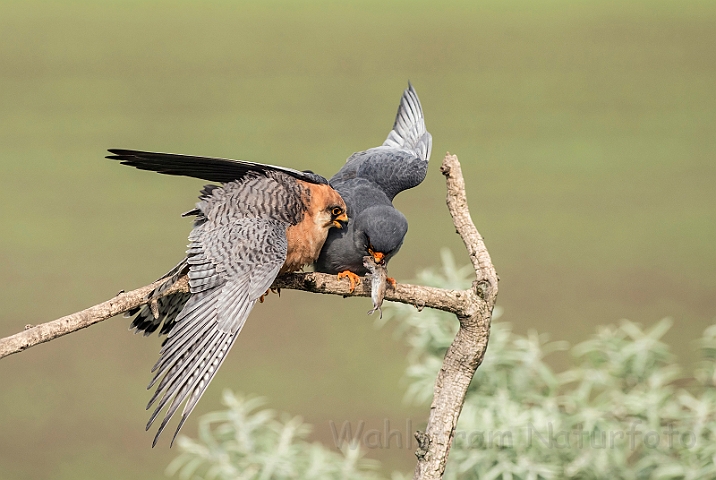 WAH027983.jpg - Aftenfalke (Red-footed Falcons)