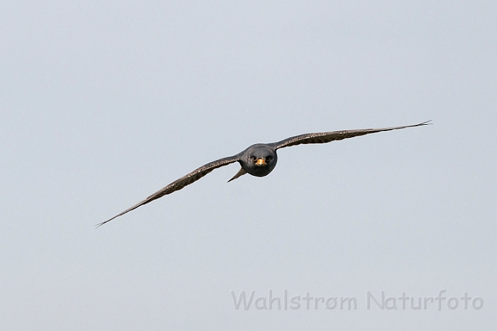 WAH028024.jpg - Aftenfalk, han (Red-footed Falcon, male)