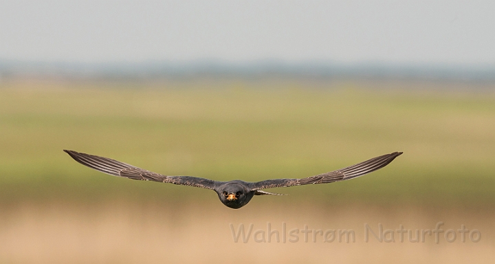 WAH028025.jpg - Aftenfalk, han (Red-footed Falcon, male)