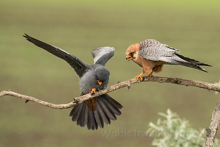 WAH028032.jpg - Aftenfalke (Red-footed Falcons)