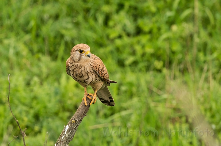 WAH028041.jpg - Tårnfalk, hun (Kestrel, female)