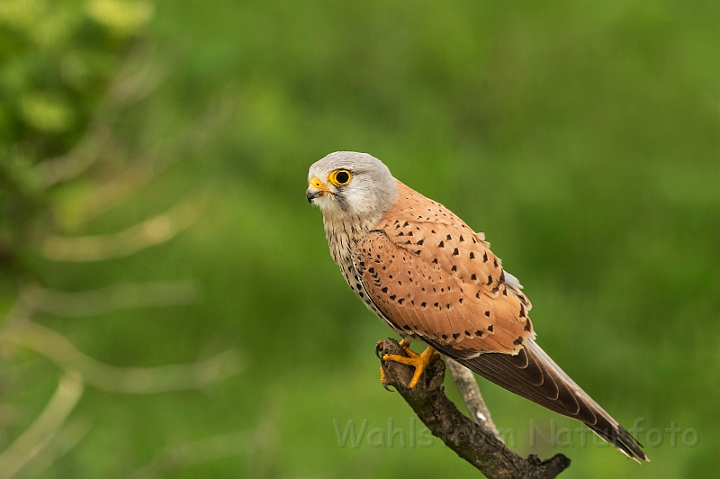 WAH028042.jpg - Tårnfalk, han (Kestrel, male)