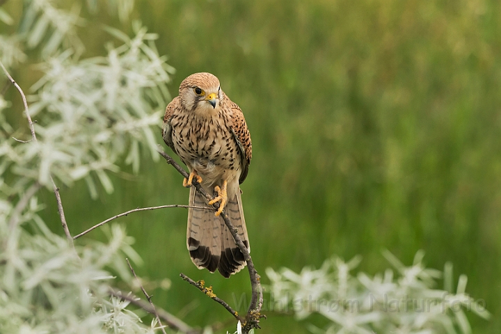 WAH028044.jpg - Tårnfalk, hun (Kestrel, female)