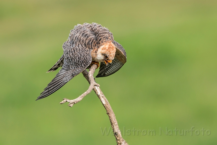 WAH028065.jpg - Aftenfalk, hun (Red-footed Falcon, female)