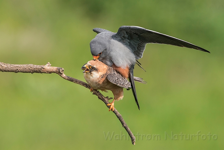 WAH028067.jpg - Aftenfalke (Red-footed Falcons)