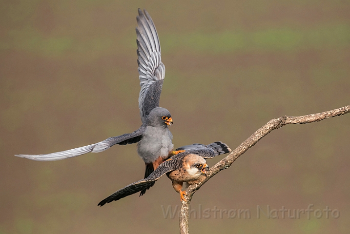 WAH028218.jpg - Aftenfalke (Red-footed Falcons)