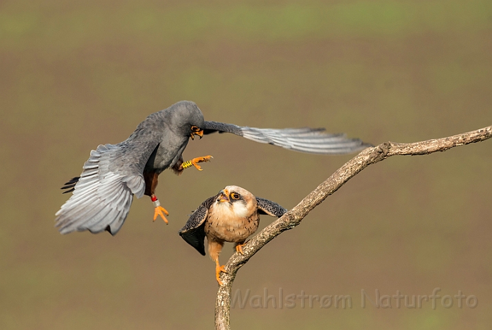 WAH028220.jpg - Aftenfalke (Red-footed Falcons)