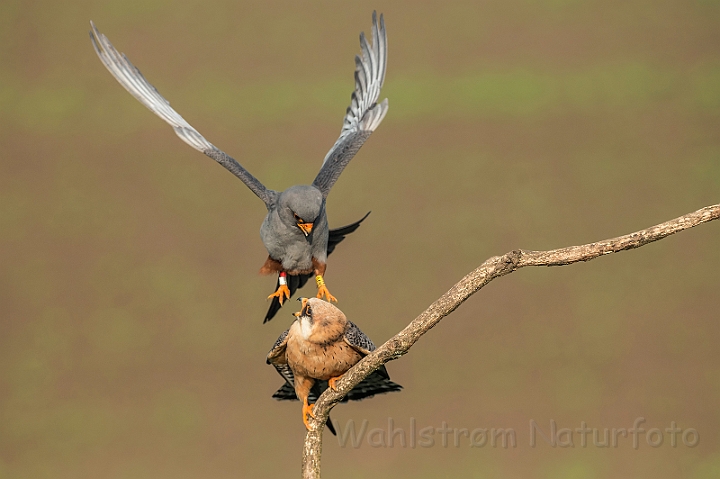 WAH028221.jpg - Aftenfalke (Red-footed Falcons)