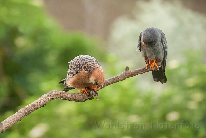 WAH028590.jpg - Aftenfalke (Red-footed Falcons)