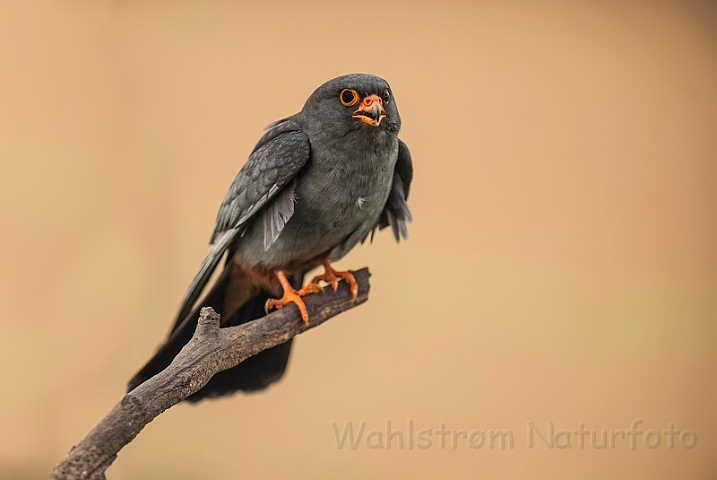 WAH028597.jpg - Aftenfalk, han (Red-footed Falcon, male)