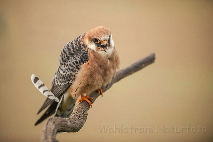 WAH028606.jpg - Aftenfalk, hun (Red-footed Falcon, female)