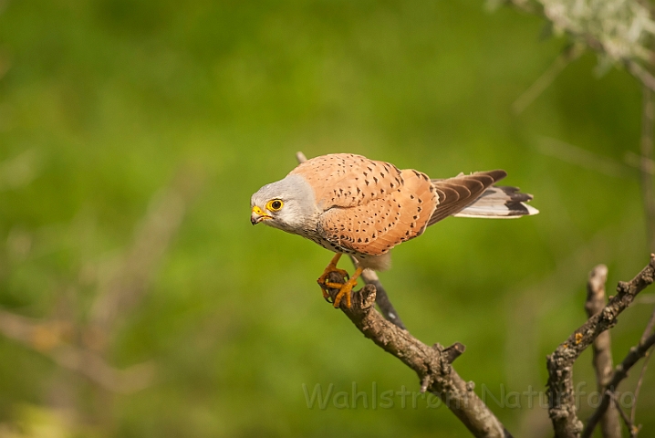 WAH028616.jpg - Tårnfalk, han (Kestrel, male)