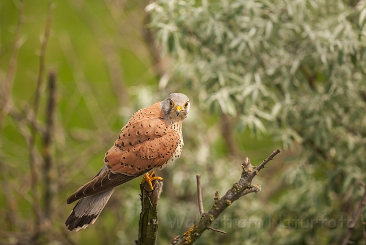 WAH028620.jpg - Tårnfalk, han (Kestrel, male)