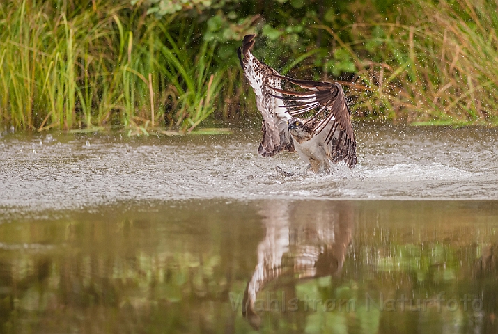 WAH024618.jpg - Fiskeørn (Osprey)