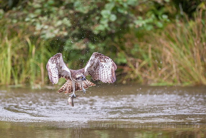 WAH024622.jpg - Fiskeørn (Osprey)