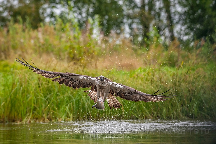 WAH024628.jpg - Fiskeørn (Osprey)