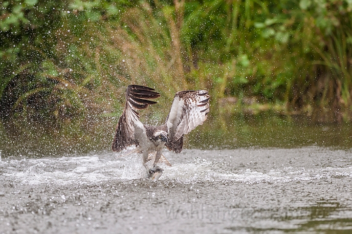 WAH024633.jpg - Fiskeørn (Osprey)