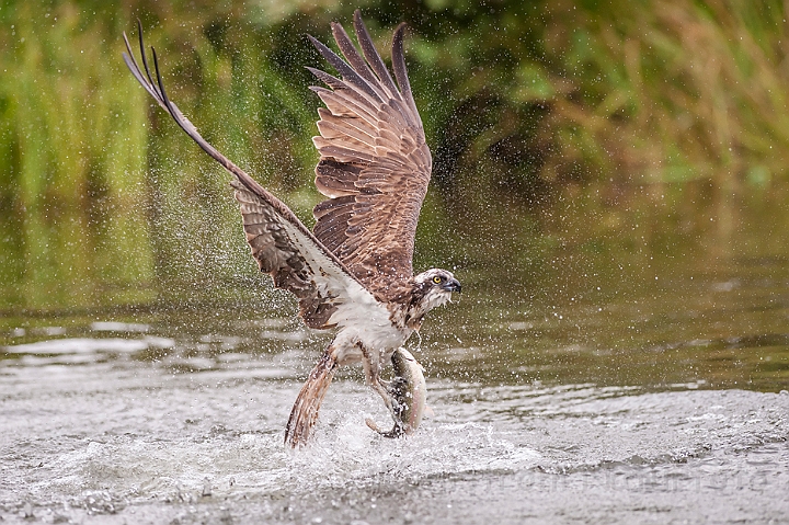 WAH024636.jpg - Fiskeørn (Osprey)