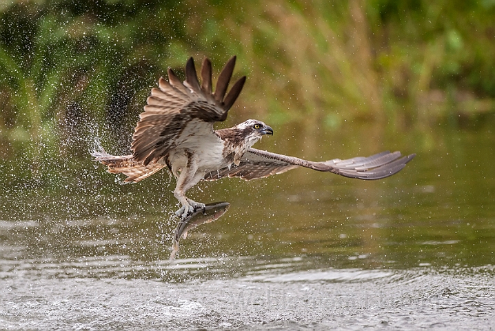 WAH024638.jpg - Fiskeørn (Osprey)