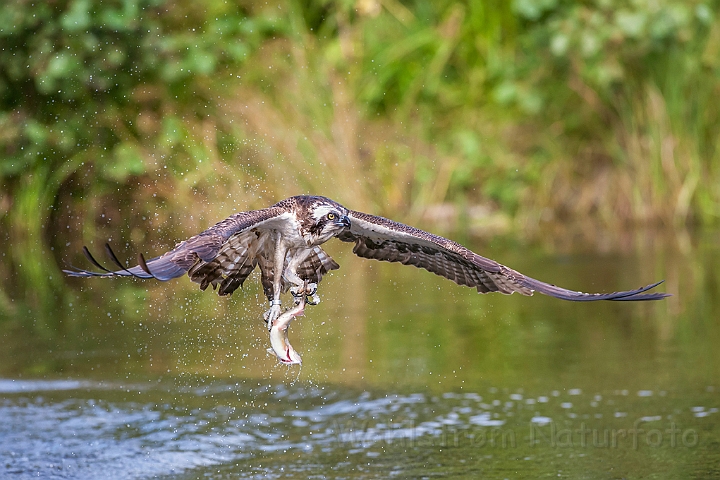 WAH024683.jpg - Fiskeørn (Osprey)