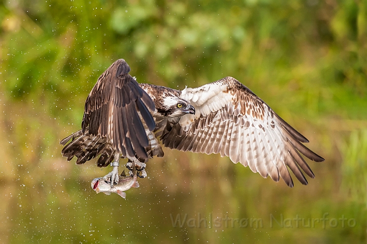 WAH024684.jpg - Fiskeørn (Osprey)