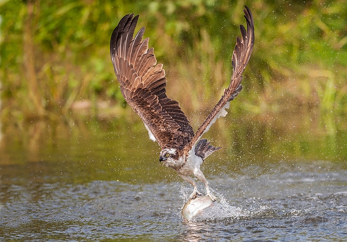 WAH024691.jpg - Fiskeørn (Osprey)