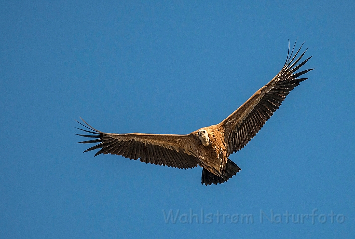 WAH027284.jpg - Gåsegrib (Griffon Vulture)