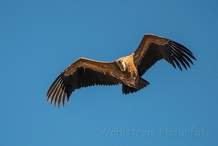 WAH027285.jpg - Gåsegrib (Griffon Vulture)