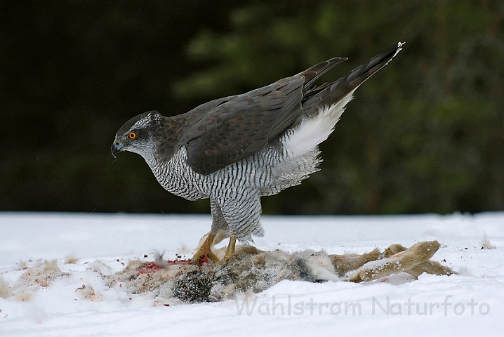 WAH002126.jpg - Duehøg (Goshawk)                       