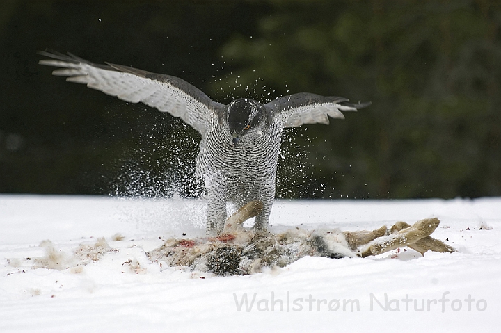 WAH002130P.jpg - Duehøg (Goshawk)