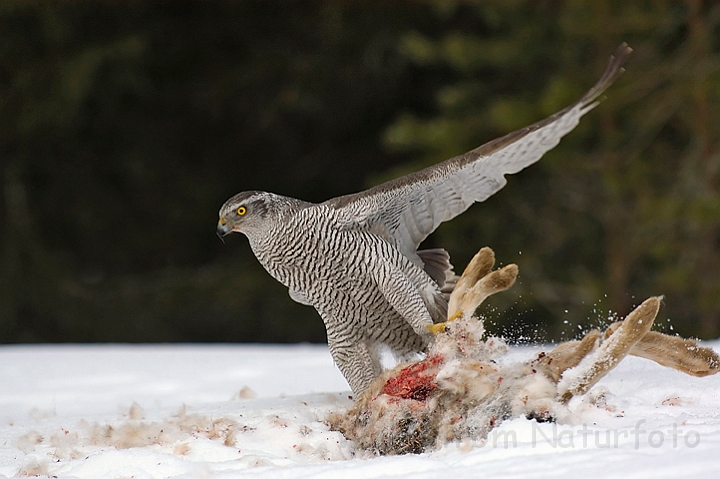 WAH002201.jpg -  Duehøg (Goshawk) Finland                                