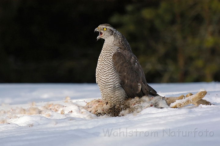 WAH002210.jpg -  Duehøg (Goshawk)