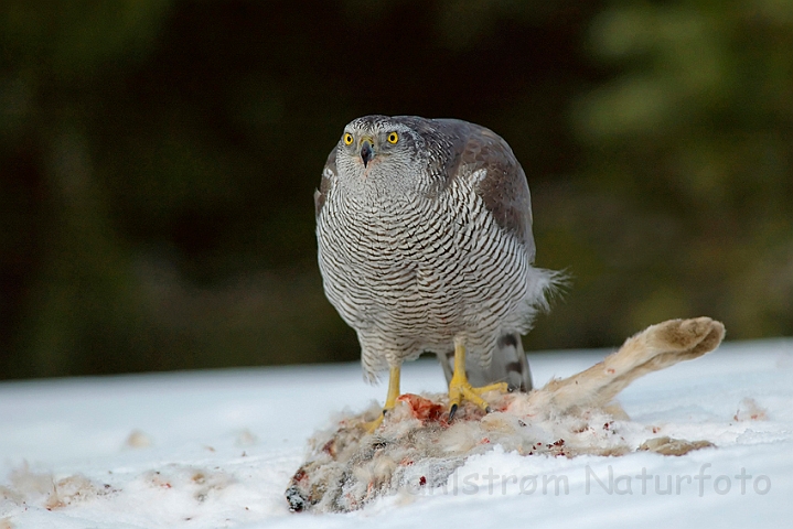 WAH002275.jpg - Duehøg (Goshawk)