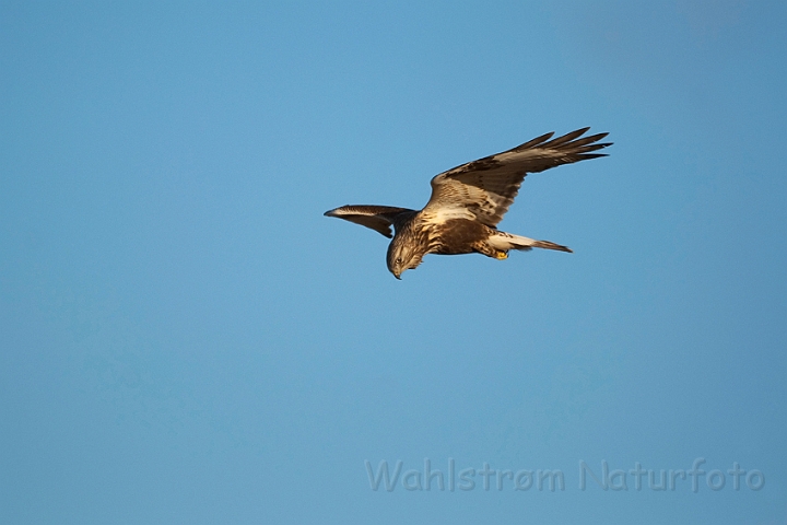 WAH011695.jpg - Fjeldvåge (Rough-legged Buzzard)