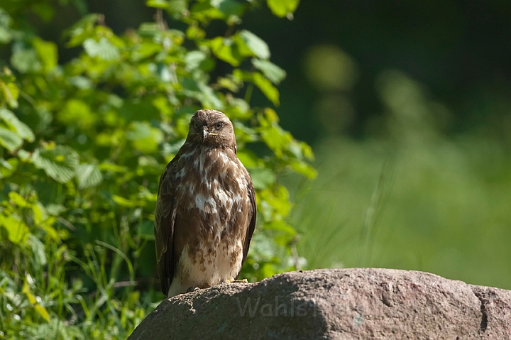 WAH018613.jpg - Musvåge (Buzzard)