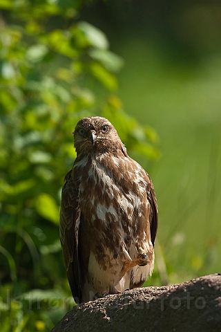 WAH018615.jpg - Musvåge (Buzzard)