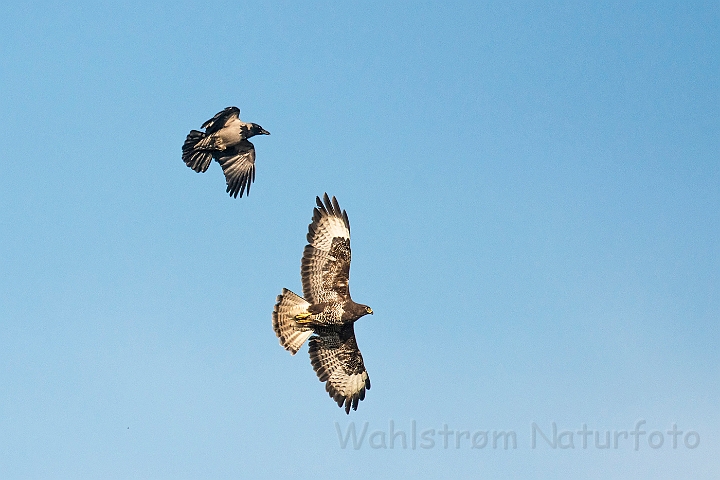 WAH026181.jpg - Musvåge (Buzzard)