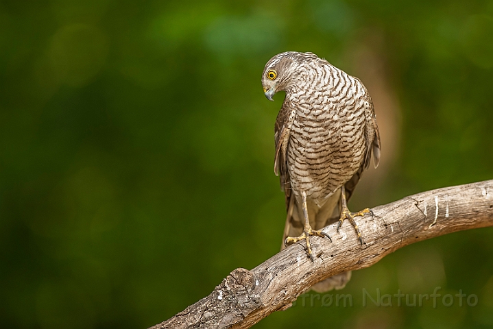 WAH028399.jpg - Spurvehøg (Sparrowhawk)