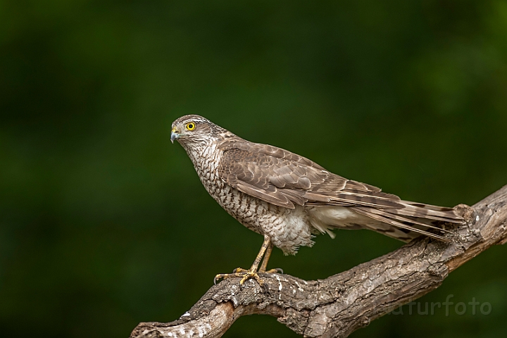 WAH028405.jpg - Spurvehøg (Sparrowhawk)