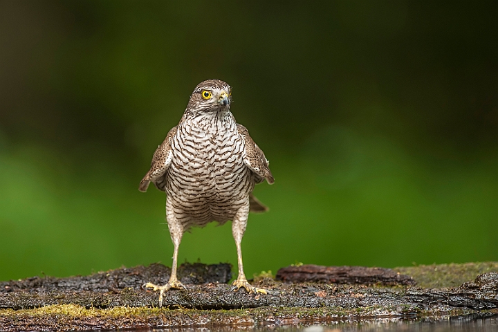 WAH028407.jpg - Spurvehøg (Sparrowhawk)