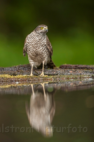 WAH028417.jpg - Spurvehøg (Sparrowhawk)