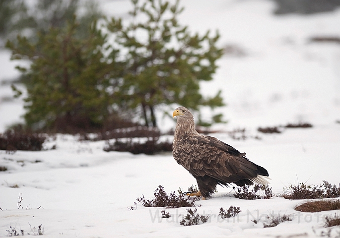 WAH011925.jpg - Havørn (White-tailed Eagle)