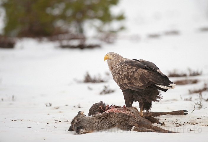 WAH012055.jpg - Havørn (White-tailed Eagle)