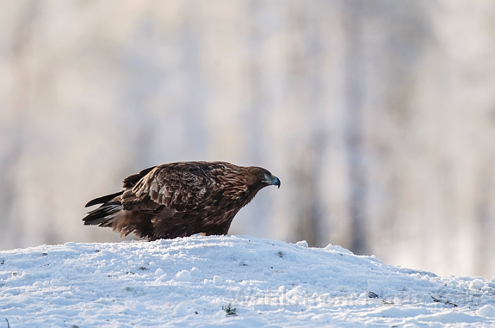 WAH029866.jpg - Kongeørn (Golden eagle)