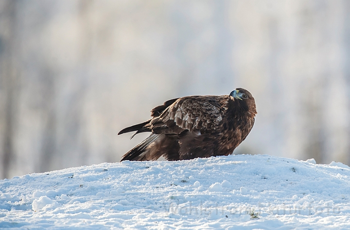 WAH029870.jpg - Kongeørn (Golden Eagle)