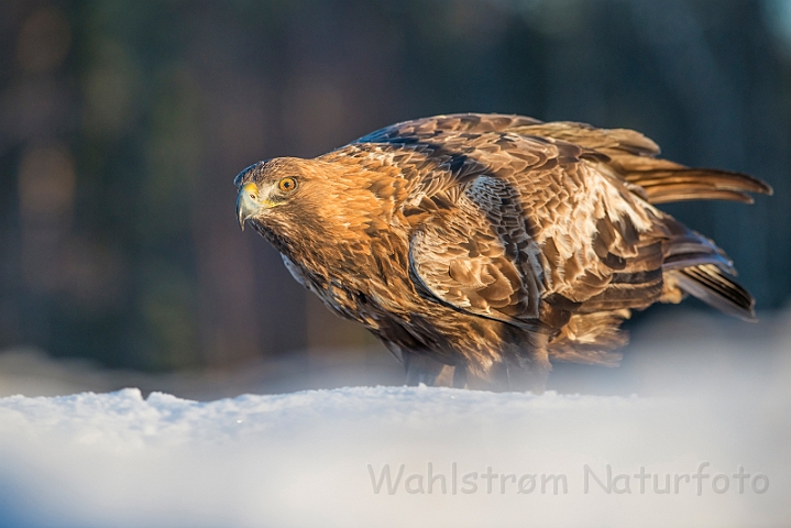 WAH029874.jpg - Kongeørn (Golden Eagle)