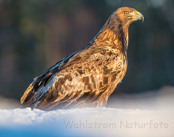 WAH029877.jpg - Kongeørn (Golden Eagle)