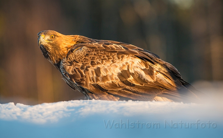 WAH029879.jpg - Kongeørn (Golden Eagle)