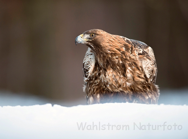 WAH029890.jpg - Kongeørn (Golden Eagle)